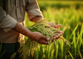 Bachelor of Science in Agriculture (Hons.)